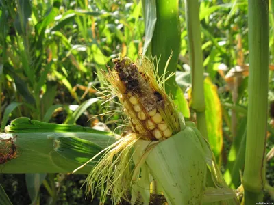 Купить Семена Кукурузы Амелиор: цена, отзывы | Агро-Центр Фаворит