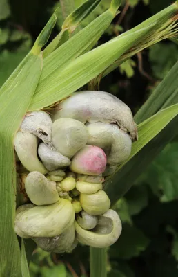 ГлавАгроном - В Калужской области на кукурузе выявили пузырчатую головню