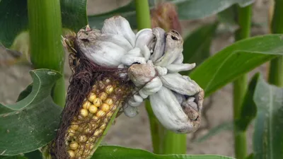 Специалисты рассказали об опасном заболевании кукурузы - На пенсии