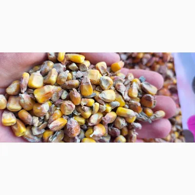 Пузырчатая головня кукурузы - 62 фото