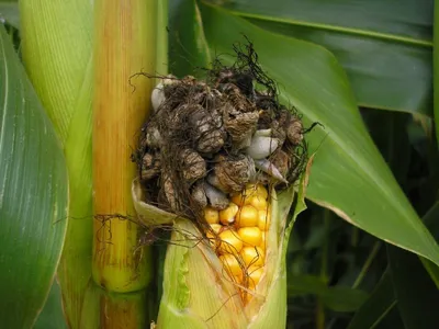 кукуруза Гранд 240, суперурожайный раннеспелый гибрид с хорошей влагоотдачей