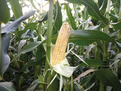 Семена кукурузы на силос Syngenta СИ Батанга Купить по цене 2024 | SVG Group