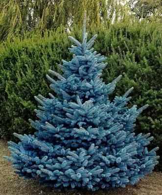 Голубая ель: история происхождения, особенности, виды голубой елки