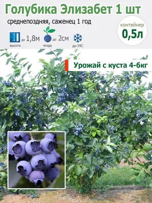 Голубика садовая Бонус С5 H60-80 см купить за 1 790 р. в садовом центре АСТ  Медовое