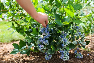 Голубика в саду – польза растения | Брянские новости