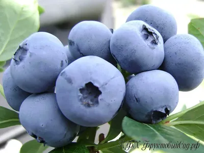 Голубика Цветущий сад МЦ Лесные ягоды - купить по выгодным ценам в  интернет-магазине OZON (788066207)