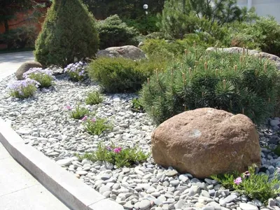 Растения для альпийской горки: названия многолетних цветов, цветущих все  лето, устройство камней - 39 фото