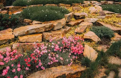 Правила ухода за домашними растениями. Растения для альпийской горки —  горная флора в вашем саду| Growbox