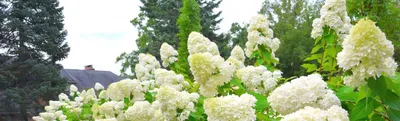 Гортензия метельчатая - выбираем подходящий сорт для вашего сада