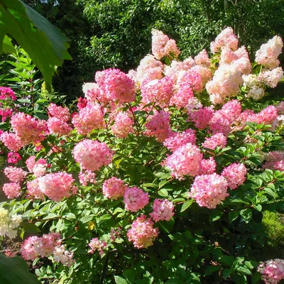 Гортензия метельчатая \"Little Blossom\" купить в питомнике растений с  доставкой по Самаре и Самарской области, саженцы, выращивание, посадка и  уход