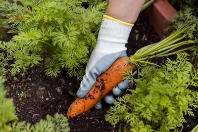 Посев моркови - удобный способ. Урожайные грядки. - YouTube