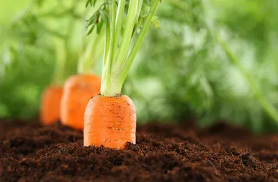 Замачивание, мешки для мусора и другие секреты: готовим семена моркови к  посадке | Наша Дача | Дзен