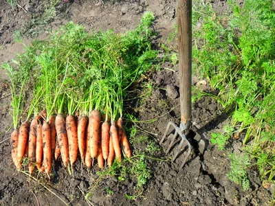 Морковь «Сахарная конфетка» - Дневник огородника. Метод Митлайдера в  действии.