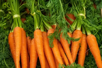 Славгородцам на заметку: Нужно ли обрезать ботву моркови в августе и когда  ее убирать с грядки?