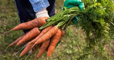 Когда сажать морковь и свеклу весной в открытый грунт: сорта моркови и  свеклы для открытого грунта - 23 апреля 2023 - НГС