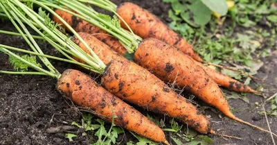Грядки для моркови фото фотографии