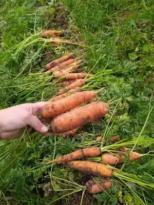Морковь на грядках