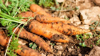 Морковь с грядки,сочная,спелая,в …» — создано в Шедевруме