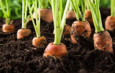 Как осенью готовлю грядки для моркови, чтобы корнеплоды не трескались.  Какие удобрения нельзя вносить в почву | Виктория Радзевская - Дачные  секреты | Дзен