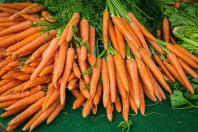 Как сажать морковь, лучшие сорта моркови, как сажать свеклу, лучшие сорта  свеклы, май-июнь 2022 года - 7 мая 2022 - НГС