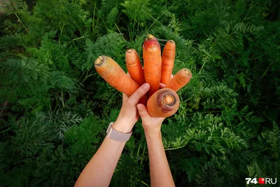 Как морковь посеешь, так и соберешь: посев в грунт