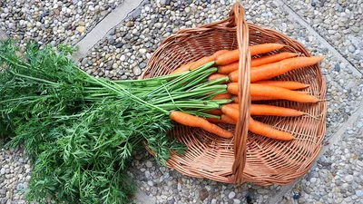 Когда убирать морковь: сроки в 2023 году, правила и советы по хранению |  ivd.ru