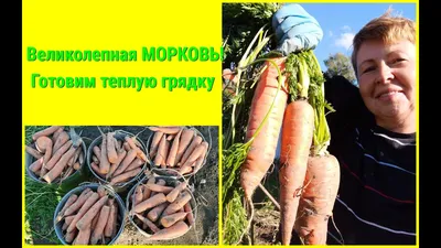 Как спасти морковь от проволочника