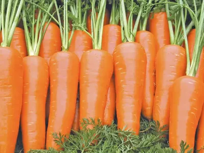 Когда выкапывать морковь - Agro-Market