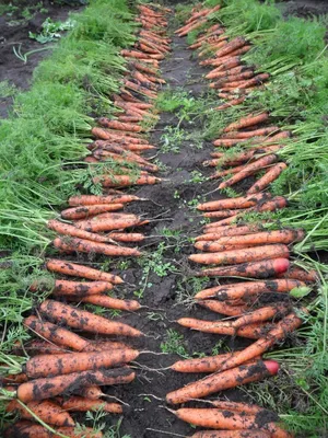 Как вырастить морковь на суглинке – 4 шага до хорошего урожая | На грядке  (Огород.ru)