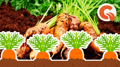 Купить оцинкованные грядки для моркови в Альметьевске