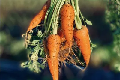 Морковь. Основные секреты выращивания