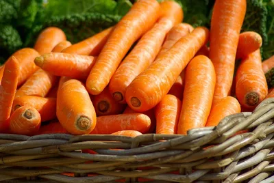 Как не допустить гниения моркови на грядке