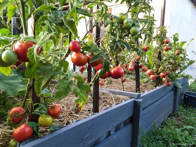 Высокая грядка: помидоров столько, что хватит на все заготовки | Дневник  отчаянных пенсионеров | Дзен