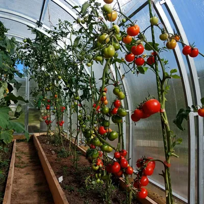 200 кг томатов с одной грядки! Создаем условия для рекордного урожая | Дача  | Cвободное время | АиФ Аргументы и факты в Беларуси