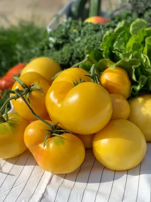 200 кг томатов с одной грядки! Создаем условия для рекордного урожая |  Огород | Дача | Аргументы и Факты