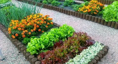 Цветы в огороде: как объединить грядки и цветник с пользой | Огородники