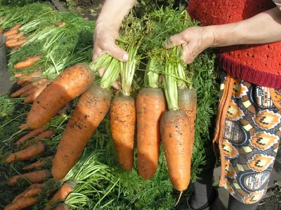 3 признака неудачной грядки для моркови | Светлана Ракутис | Дзен