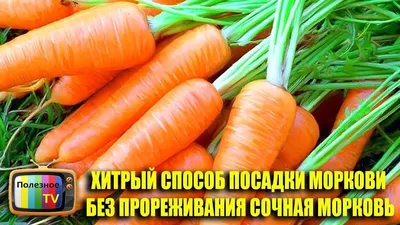 ХИТРЫЙ СПОСОБ ПОСАДКИ МОРКОВИ БЕЗ ПРОРЕЖИВАНИЯ СОЧНАЯ МОРКОВЬ | Выращивание  моркови, Морковь, Растения