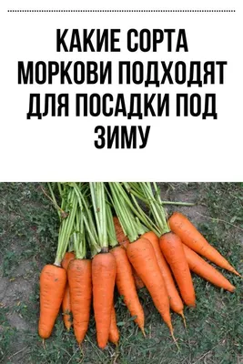 Какие сорта моркови подходят для посадки под зиму | Морковь, Овощные грядки,  Корнеплоды