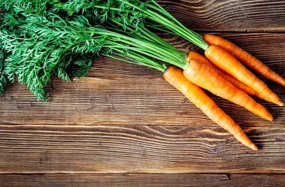 Правила посадки моркови | Твой огород | Дзен