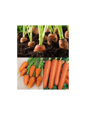 Можно ли подготовить грядки для моркови и лука осенью так, чтобы весной не  делать подкормку. | Сельские заметки | Дзен