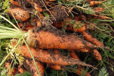 Что нужно знать при посадке моркови осенью