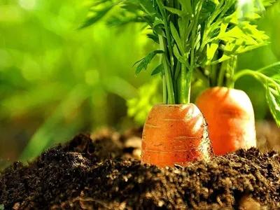 Морковь и лук чаще всего соседи по грядке: в чем секрет и что еще можно  посадить рядом | Дача ягодки цветочки | Дзен