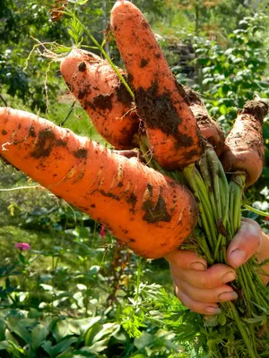 ХИТРЫЙ СПОСОБ ПОСАДКИ МОРКОВИ БЕЗ ПРОРЕЖИВАНИЯ УРОЖАЙНАЯ МОРКОВЬ в 2023 г |  Выращивание моркови, Морковь, Посадка
