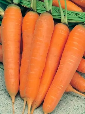 Готовим грядки под посадку моркови и свеклы. | Садовые истории | Дзен