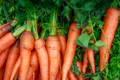 Семена морковь Русский огород Тушон 419331 1 уп. - отзывы покупателей на  Мегамаркет
