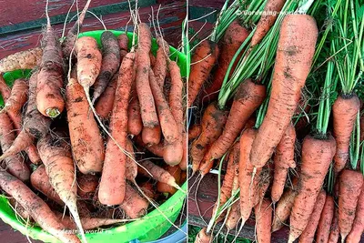 Как посадить морковь — 5 плюсов оригинального облегченного способа +  мастер-класс с фото | Дача - это маленькая жизнь | Дзен