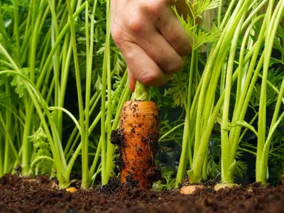 Когда лучше убирать морковь с грядки? Советы специалиста