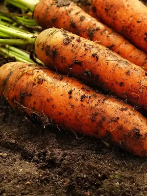 Морковь Сибирский сад СибСад морковь - купить по выгодным ценам в  интернет-магазине OZON (508996778)