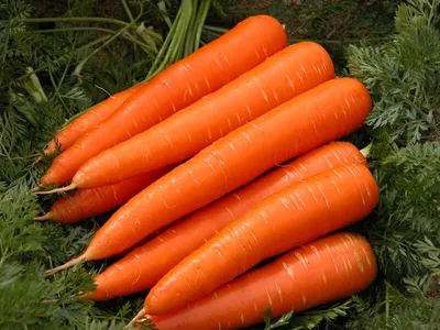 Правила посадки моркови под зиму - На пенсии